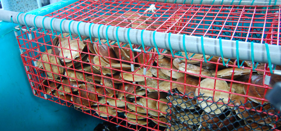 Mobile Market